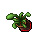 Flower Pot (Finger Snapper, Growing)