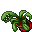 Flower Pot (Finger Snapper, Grown)