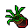 Flower Pot (Lizard Tongue, Growing)